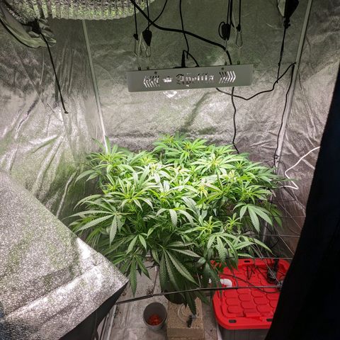 Gorilla 🍪  growlog timeline photo