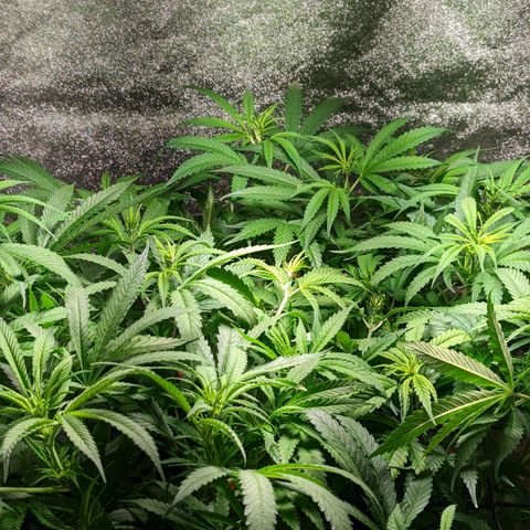 Gorilla 🍪  growlog timeline photo