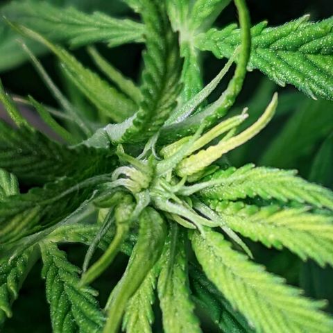 Gorilla 🍪  growlog timeline photo
