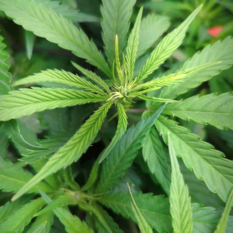 Gorilla 🍪  growlog timeline photo