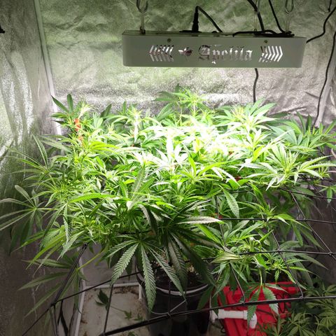 Gorilla 🍪  growlog timeline photo