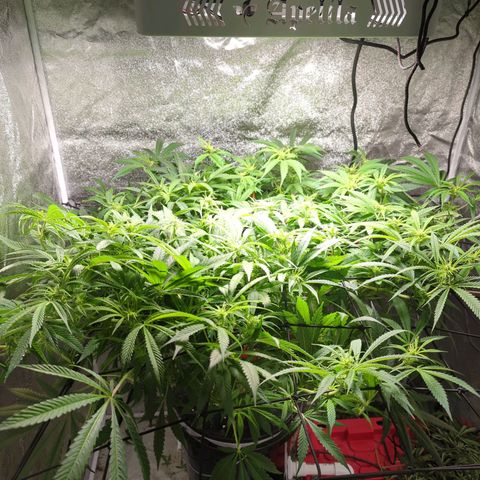 Gorilla 🍪  growlog timeline photo