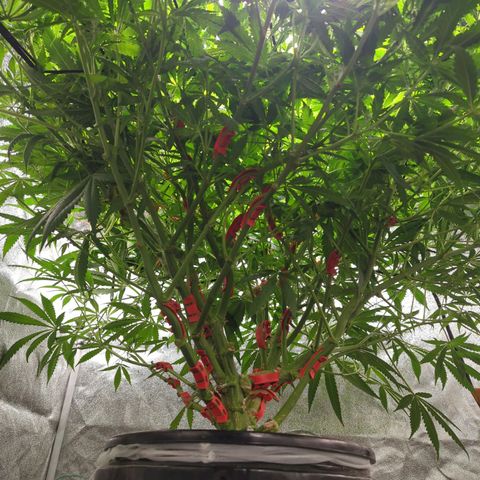 Gorilla 🍪  growlog timeline photo
