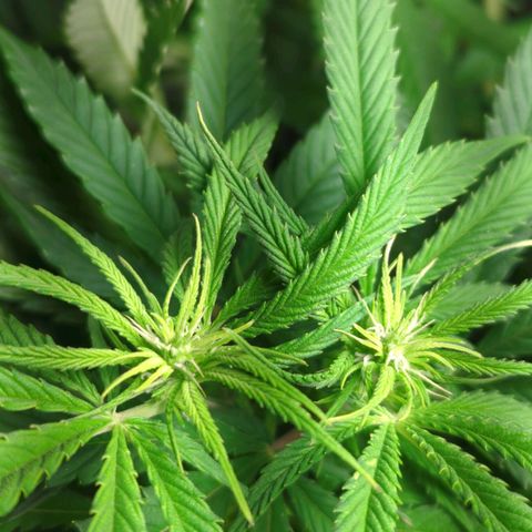 Gorilla 🍪  growlog timeline photo