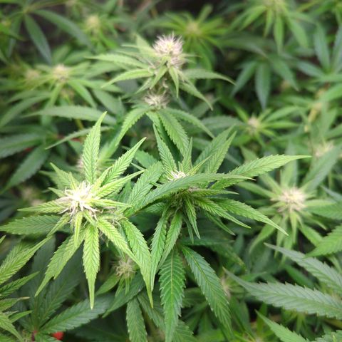 Gorilla 🍪  growlog timeline photo