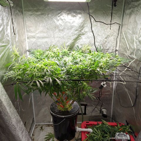 Gorilla 🍪  growlog timeline photo