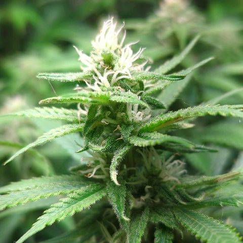 Gorilla 🍪  growlog timeline photo