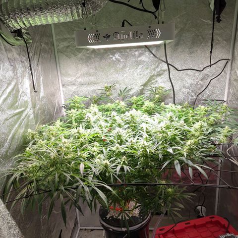 Gorilla 🍪  growlog timeline photo