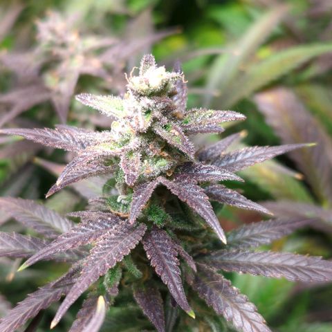 Gorilla 🍪  growlog timeline photo