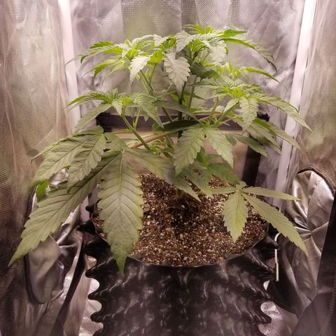 Apple Fritter X Jealousy  growlog timeline photo