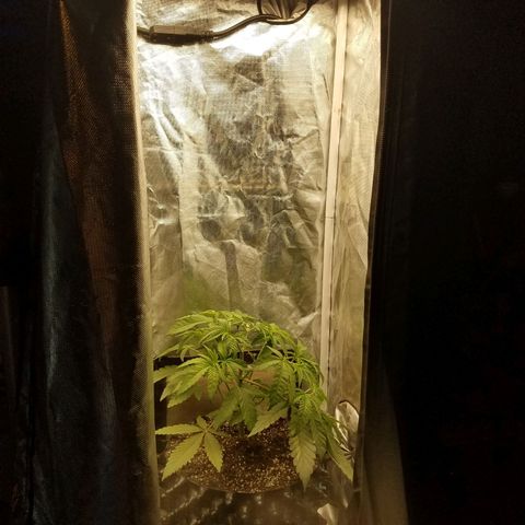 Apple Fritter X Jealousy  growlog timeline photo