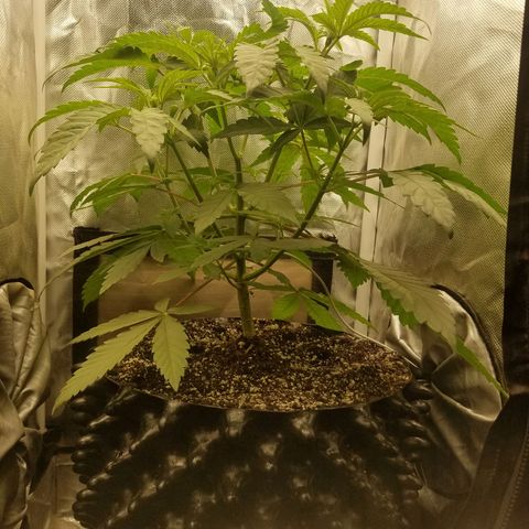 Apple Fritter X Jealousy  growlog timeline photo