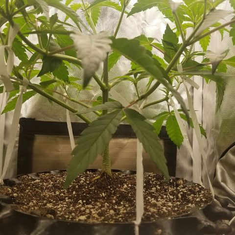 Apple Fritter X Jealousy  growlog timeline photo