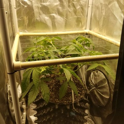 Apple Fritter X Jealousy  growlog timeline photo