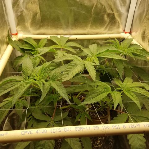 Apple Fritter X Jealousy  growlog timeline photo