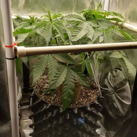 Apple Fritter X Jealousy  growlog timeline photo