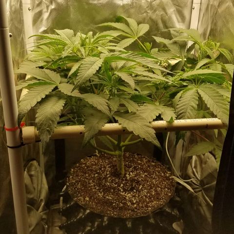 Apple Fritter X Jealousy  growlog timeline photo