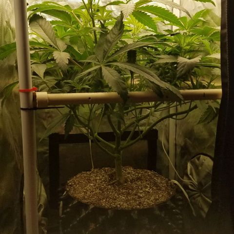 Apple Fritter X Jealousy  growlog timeline photo