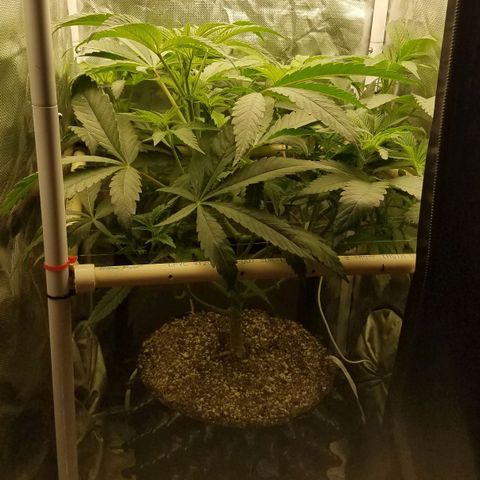 Apple Fritter X Jealousy  growlog timeline photo