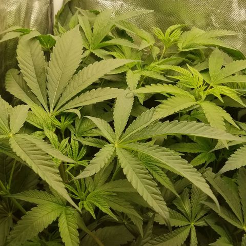 Apple Fritter X Jealousy  growlog timeline photo