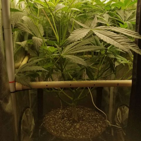 Apple Fritter X Jealousy  growlog timeline photo