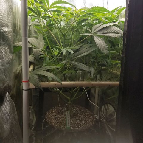 Apple Fritter X Jealousy  growlog timeline photo