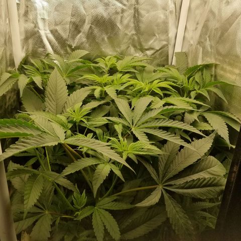 Apple Fritter X Jealousy  growlog timeline photo