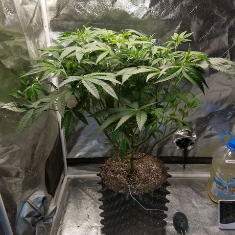 Apple Fritter X Jealousy  growlog timeline photo