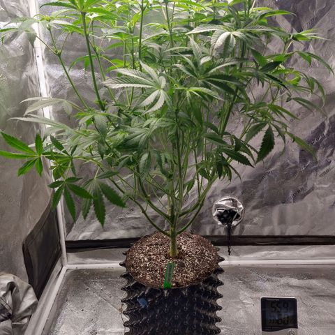 Apple Fritter X Jealousy  growlog timeline photo