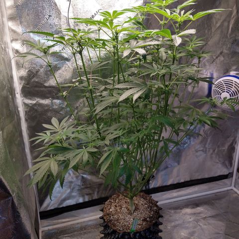 Apple Fritter X Jealousy  growlog timeline photo