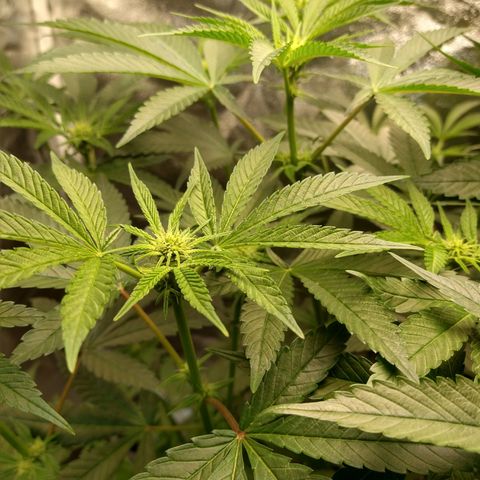 Apple Fritter X Jealousy  growlog timeline photo