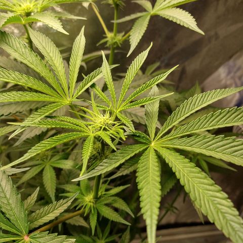 Apple Fritter X Jealousy  growlog timeline photo