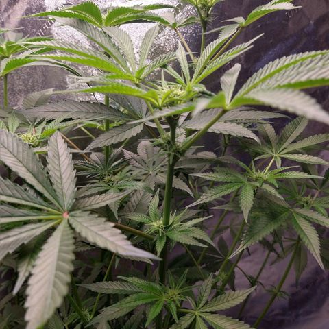 Apple Fritter X Jealousy  growlog timeline photo