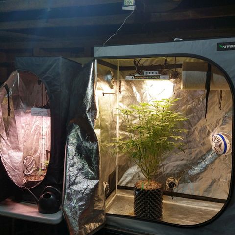 Apple Fritter X Jealousy  growlog timeline photo