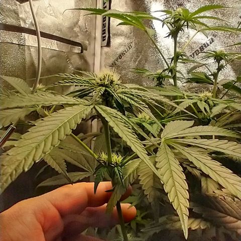 Apple Fritter X Jealousy  growlog timeline photo