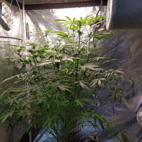 Apple Fritter X Jealousy  growlog timeline photo