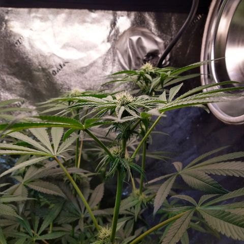 Apple Fritter X Jealousy  growlog timeline photo