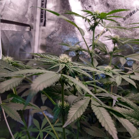 Apple Fritter X Jealousy  growlog timeline photo