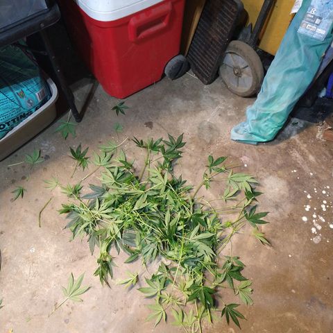 Apple Fritter X Jealousy  growlog photo: Lollipop defoliate and remove weak branches 