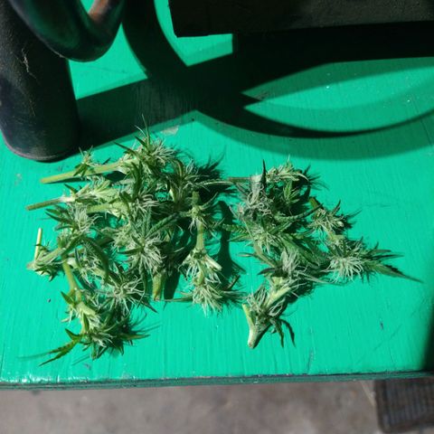 Apple Fritter X Jealousy  growlog photo: Lollipop defoliate and remove weak branches 