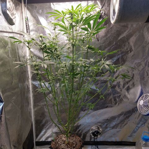 Apple Fritter X Jealousy  growlog timeline photo