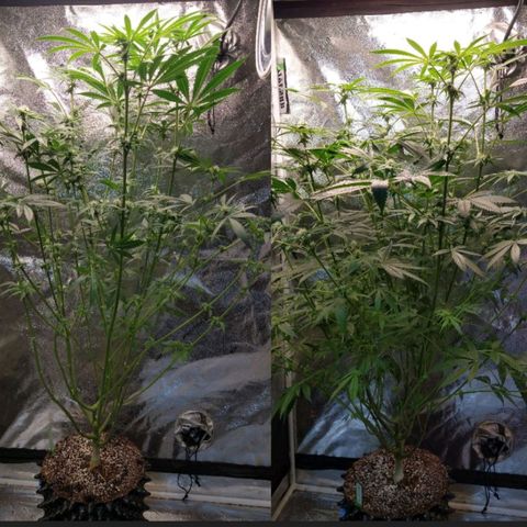 Apple Fritter X Jealousy  growlog timeline photo
