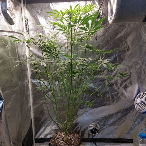 Apple Fritter X Jealousy  growlog photo: Lollipop defoliate and remove weak branches 
