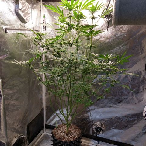 Apple Fritter X Jealousy  growlog timeline photo