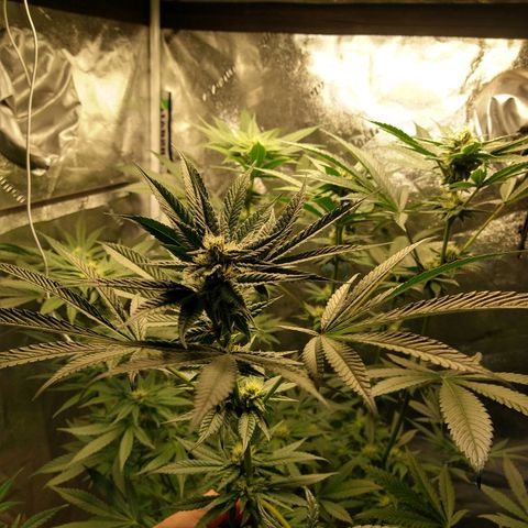 Apple Fritter X Jealousy  growlog timeline photo