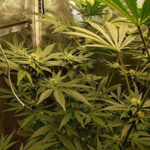 Apple Fritter X Jealousy  growlog timeline photo