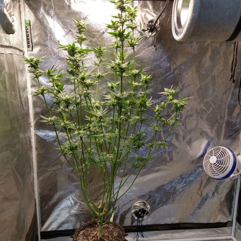 Apple Fritter X Jealousy  growlog timeline photo