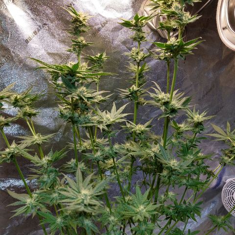 Apple Fritter X Jealousy  growlog timeline photo