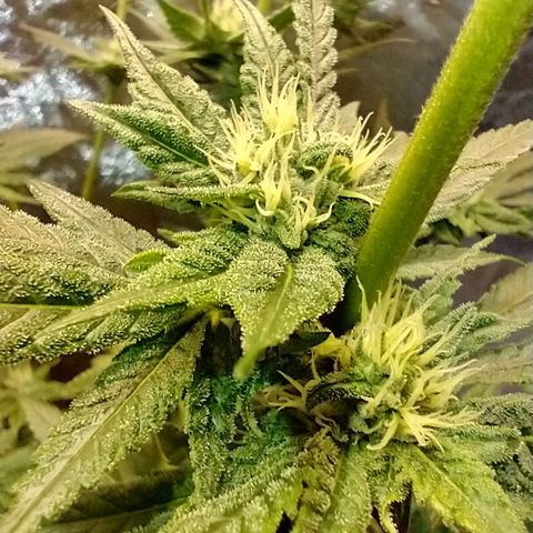 Apple Fritter X Jealousy  growlog timeline photo
