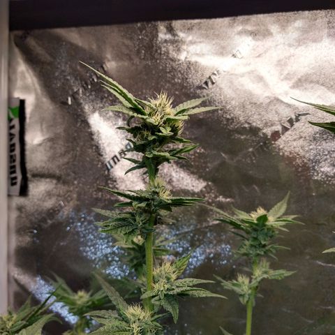 Apple Fritter X Jealousy  growlog timeline photo
